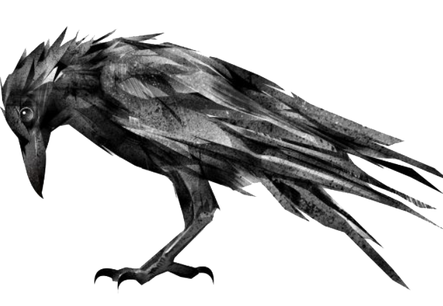 Raven drawing
